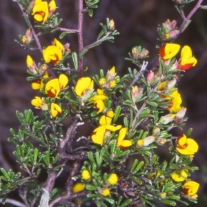 Pultenaea microphylla at Bungendore, NSW - 14 Oct 2004