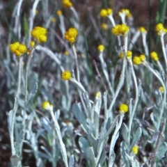 Chrysocephalum apiculatum (Common Everlasting) at Campbell, ACT - 28 Oct 2004 by BettyDonWood