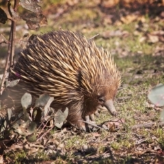 Tachyglossus aculeatus (Short-beaked Echidna) at Amaroo, ACT - 9 Nov 2018 by GlennMcMellon