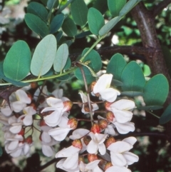 Robinia pseudoacacia (Black Locust) at Campbell, ACT - 28 Oct 2004 by BettyDonWood