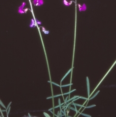 Swainsona recta (Small Purple Pea) at North West Rural Canberra, ACT - 9 Nov 2004 by BettyDonWood