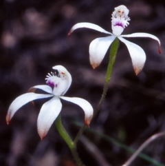 Caladenia ustulata (Brown Caps) at Acton, ACT - 12 Oct 2004 by BettyDonWood