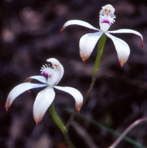 Caladenia ustulata at Acton, ACT - 12 Oct 2004