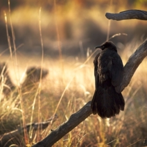 Corcorax melanorhamphos at Amaroo, ACT - 4 Nov 2018