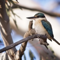 Todiramphus sanctus (Sacred Kingfisher) at Mulligans Flat - 3 Nov 2018 by GlennMcMellon