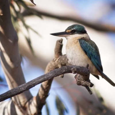 Todiramphus sanctus (Sacred Kingfisher) at Amaroo, ACT - 4 Nov 2018 by GlennMcMellon