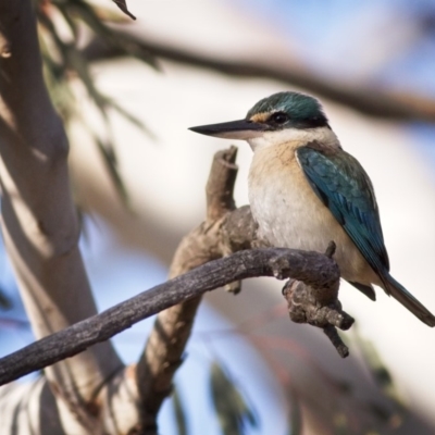 Todiramphus sanctus (Sacred Kingfisher) at Amaroo, ACT - 3 Nov 2018 by GlennMcMellon