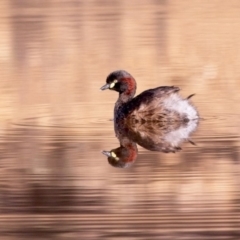 Tachybaptus novaehollandiae (Australasian Grebe) at Mulligans Flat - 10 Nov 2018 by GlennMcMellon