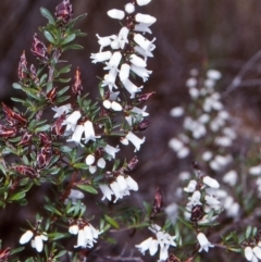 Cryptandra amara (Bitter Cryptandra) at ANBG - 6 Aug 2001 by BettyDonWood