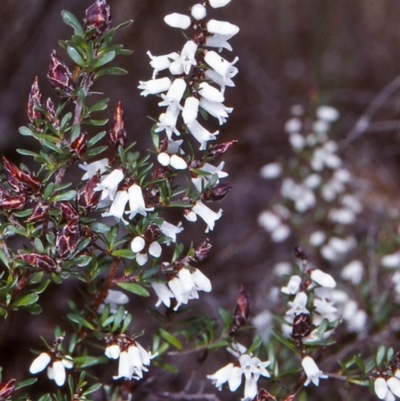 Cryptandra amara (Bitter Cryptandra) at ANBG - 6 Aug 2001 by BettyDonWood