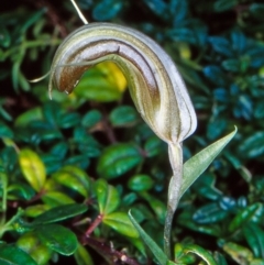 Diplodium truncatum (Little Dumpies, Brittle Greenhood) at ANBG - 3 Apr 2002 by BettyDonWood