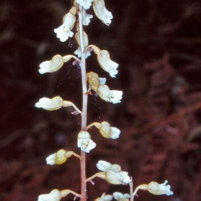 Gastrodia sesamoides (Cinnamon Bells) at ANBG - 18 Dec 2004 by BettyDonWood