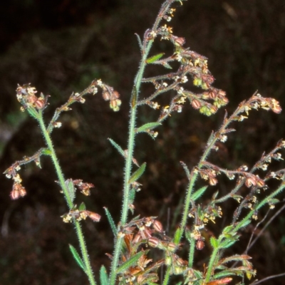 Gonocarpus elatus (Hill Raspwort) at ANBG - 23 Nov 2001 by BettyDonWood