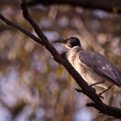 Philemon corniculatus (Noisy Friarbird) at Mulligans Flat - 8 Dec 2018 by GlennMcMellon