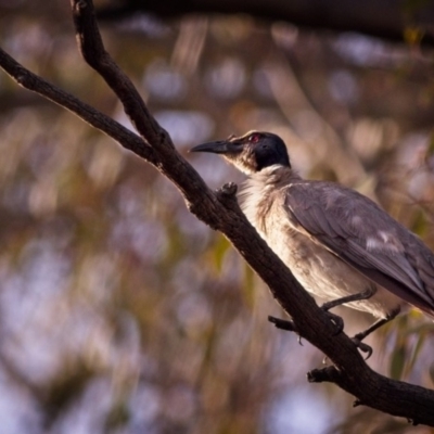 Philemon corniculatus (Noisy Friarbird) at Amaroo, ACT - 8 Dec 2018 by GlennMcMellon