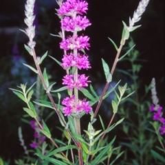 Lythrum salicaria (Purple Loosestrife) at ANBG - 16 Dec 2004 by BettyDonWood