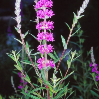 Lythrum salicaria (Purple Loosestrife) at ANBG - 17 Dec 2004 by BettyDonWood