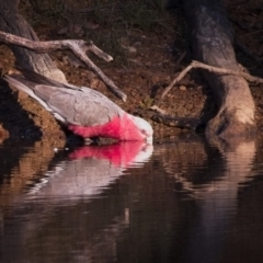 Eolophus roseicapilla (Galah) at Mulligans Flat - 9 Nov 2018 by GlennMcMellon