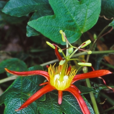 Passiflora cinnabarina (Red Passionflower) at ANBG - 27 Nov 2001 by BettyDonWood