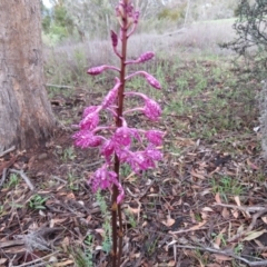 Dipodium punctatum (Blotched Hyacinth Orchid) at Conder, ACT - 22 Dec 2018 by SandraH