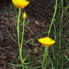 Xerochrysum viscosum (Sticky Everlasting) at ANBG - 20 Oct 2000 by BettyDonWood