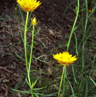 Xerochrysum viscosum (Sticky Everlasting) at ANBG - 20 Oct 2000 by BettyDonWood