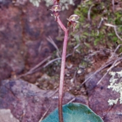 Acianthus collinus (Inland Mosquito Orchid) at Black Mountain - 19 Jul 2002 by BettyDonWood