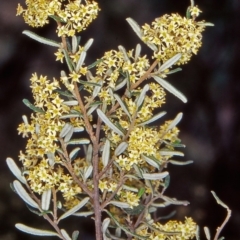 Pomaderris angustifolia (Pomaderris) at Mount Ainslie - 22 Oct 2002 by BettyDonWood