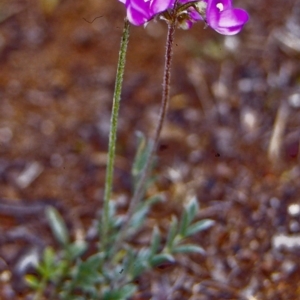 Swainsona sericea at Mount Ainslie - 23 Oct 2002 12:00 AM