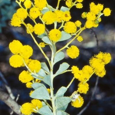 Acacia cultriformis (Knife Leaf Wattle) at Point 4465 - 15 Sep 2002 by BettyDonWood