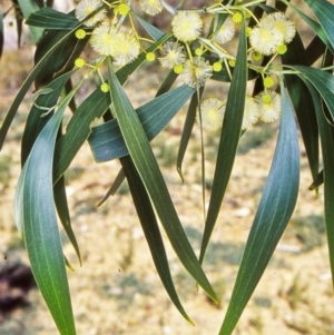 Acacia implexa at ANBG - 15 Feb 2002 12:00 AM