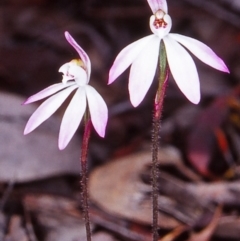 Caladenia fuscata (Dusky Fingers) at Black Mountain - 1 Oct 2004 by BettyDonWood