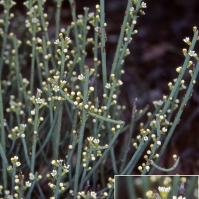 Choretrum pauciflorum (Dwarf Sour Bush) at Black Mountain - 29 Oct 2004 by BettyDonWood