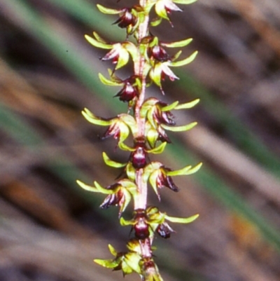 Corunastylis clivicola (Rufous midge orchid) at Black Mountain - 31 Mar 2003 by BettyDonWood
