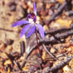 Cyanicula caerulea (Blue Fingers, Blue Fairies) at Black Mountain - 15 Sep 2002 by BettyDonWood