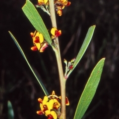 Daviesia mimosoides subsp. mimosoides at Black Mountain - 11 Oct 2002 by BettyDonWood