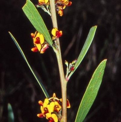 Daviesia mimosoides subsp. mimosoides at Black Mountain - 11 Oct 2002 by BettyDonWood