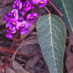 Hardenbergia violacea (False Sarsaparilla) at Black Mountain - 15 Sep 2002 by BettyDonWood