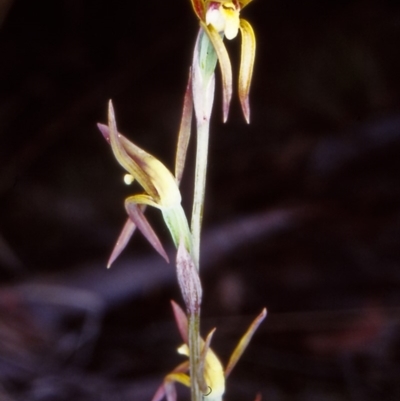 Lyperanthus suaveolens (Brown Beaks) at Black Mountain - 22 Oct 2002 by BettyDonWood