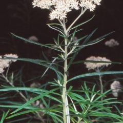 Cassinia longifolia (Shiny Cassinia, Cauliflower Bush) at Black Mountain - 23 Jan 2002 by BettyDonWood