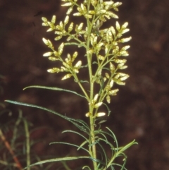 Cassinia quinquefaria (Rosemary Cassinia) at Black Mountain - 13 Feb 1999 by BettyDonWood
