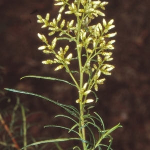 Cassinia quinquefaria at Black Mountain - 13 Feb 1999