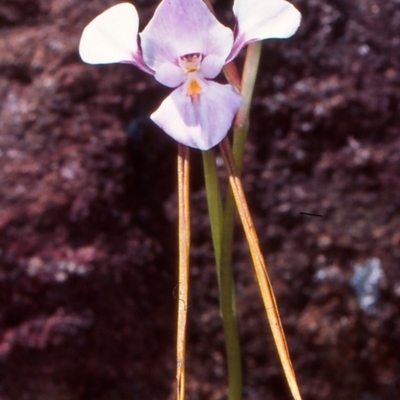 Diuris punctata var. punctata (Purple Donkey Orchid) at Mount Ainslie - 2 Nov 2004 by BettyDonWood