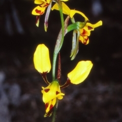 Diuris sulphurea (Tiger Orchid) at Coree, ACT - 25 Oct 2002 by BettyDonWood