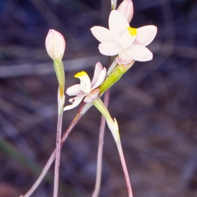 Thelymitra carnea (Tiny Sun Orchid) at Coree, ACT - 24 Oct 2002 by BettyDonWood