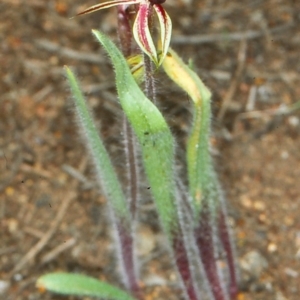 Caladenia actensis at suppressed - suppressed