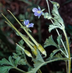 Erodium crinitum (Native Crowfoot) at Dunlop, ACT - 19 Dec 2003 by BettyDonWood