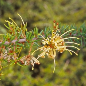 Grevillea juniperina subsp. sulphurea at Dunlop, ACT - 3 Jan 2003