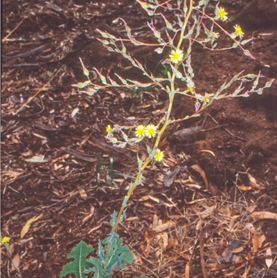 Lactuca serriola f. serriola (Prickly Lettuce) at Dunlop, ACT - 2 Feb 2004 by BettyDonWood