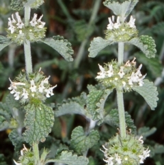 Marrubium vulgare (Horehound) at The Pinnacle - 18 Dec 2003 by BettyDonWood